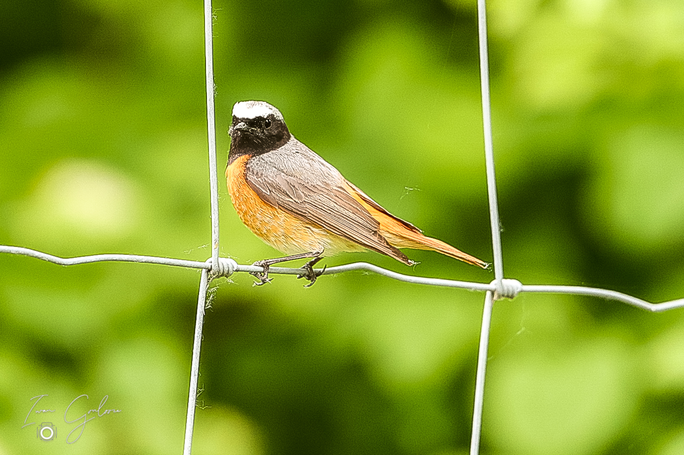 1DX45858 04 juni 2022 1145 52